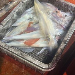 ケンサキイカ