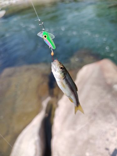 カワムツの釣果