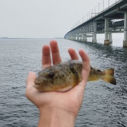 アカメフグ