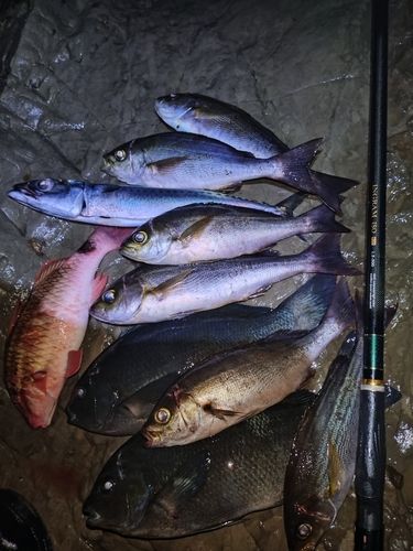 イサキの釣果