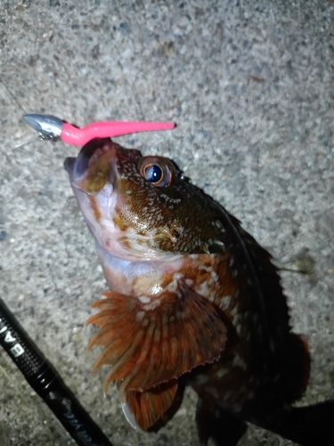 カサゴの釣果