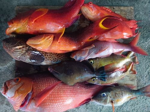 バラフエダイの釣果