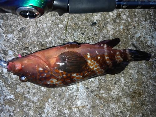 キジハタの釣果
