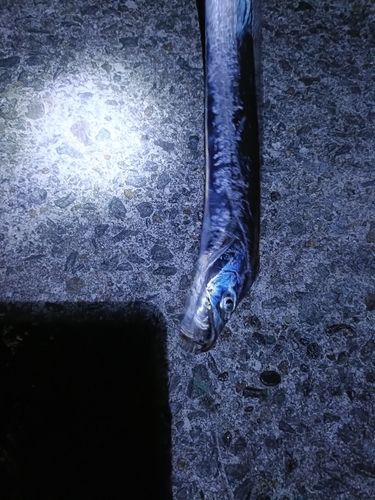 タチウオの釣果