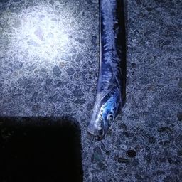 タチウオ