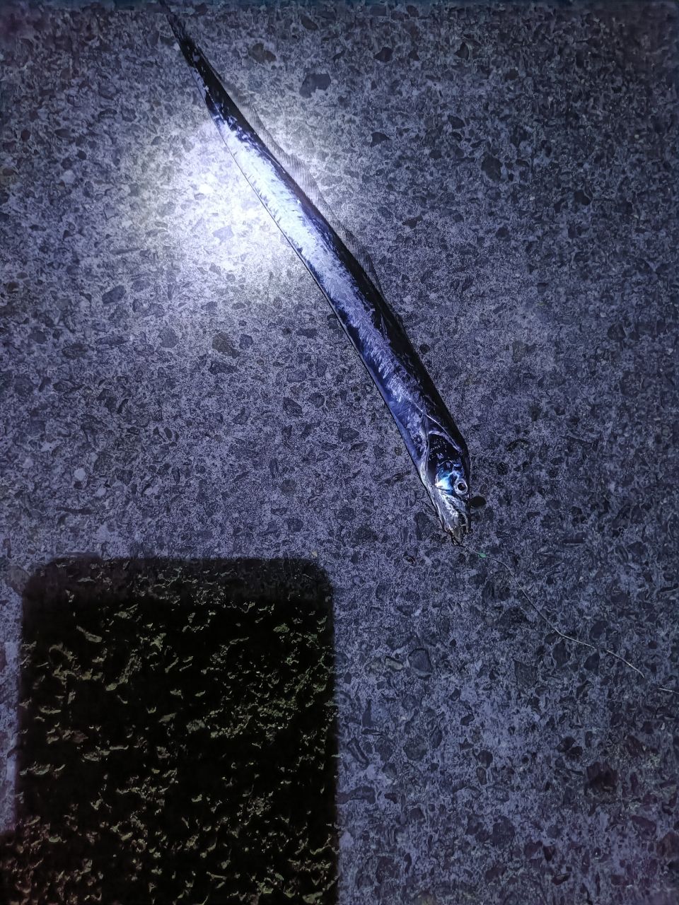 タチウオ