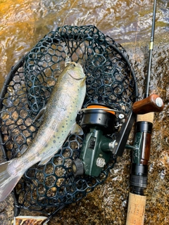 ヤマメの釣果