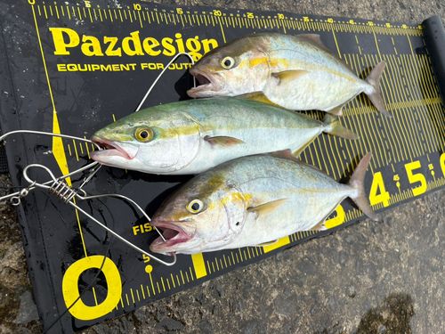 シオの釣果