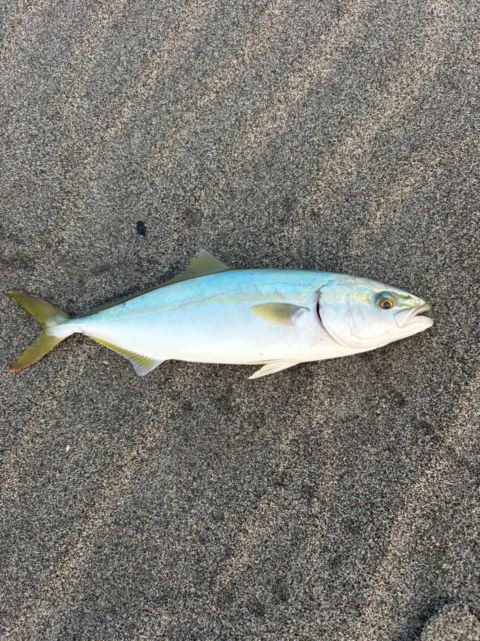 ハマチ