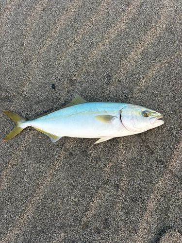 ハマチの釣果