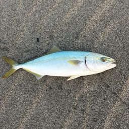 ハマチ