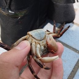カニ