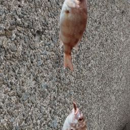 チャリコ