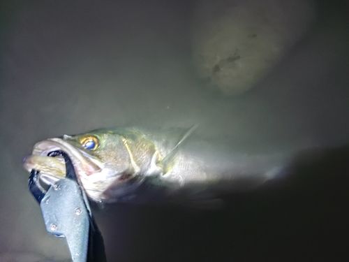 セイゴ（マルスズキ）の釣果