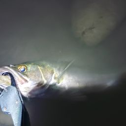 セイゴ（マルスズキ）