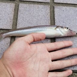 シロギス