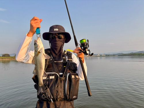 コノシロの釣果