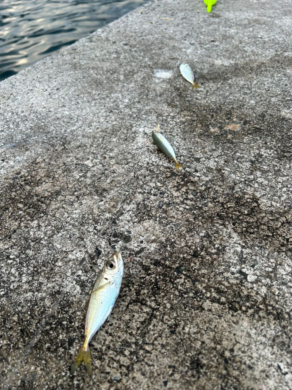 アジ