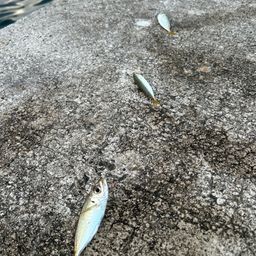 アジ