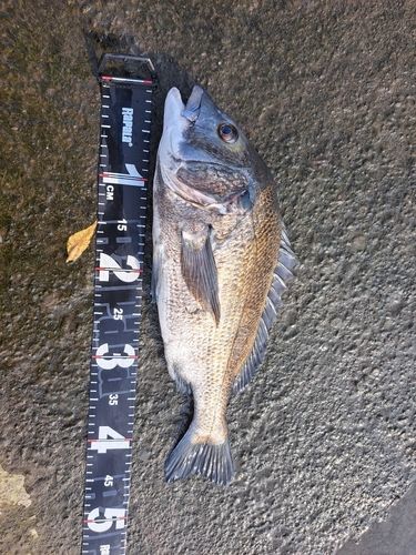 キビレの釣果