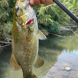 スモールマウスバス