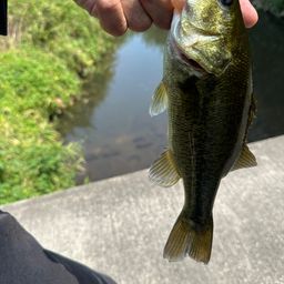 ラージマウスバス