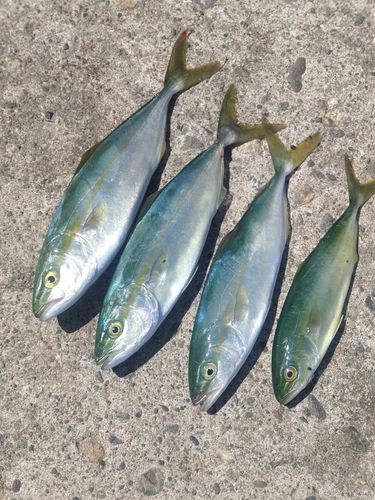 コゾクラの釣果