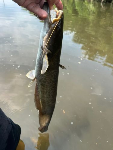 マナマズの釣果