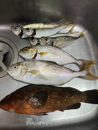 カンパチの釣果