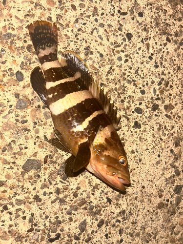 アオハタの釣果