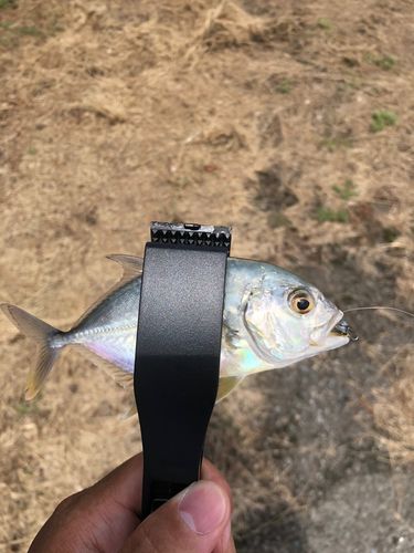 メッキの釣果