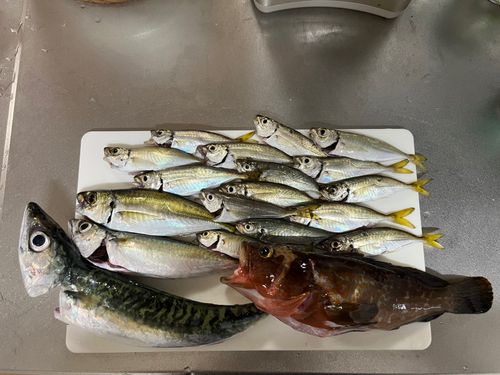 キジハタの釣果