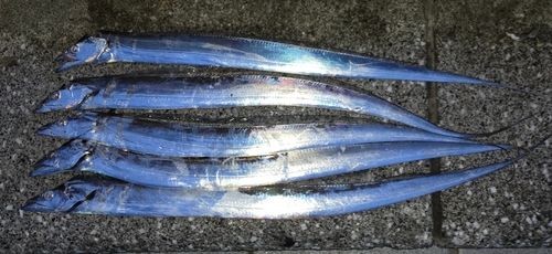 タチウオの釣果