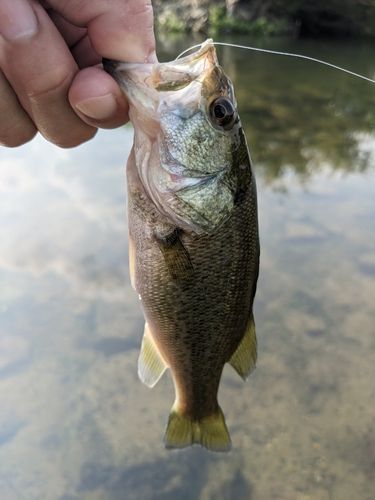 ラージマウスバスの釣果