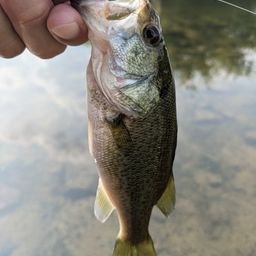 ラージマウスバス