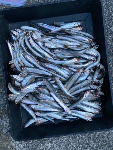 カタクチイワシ