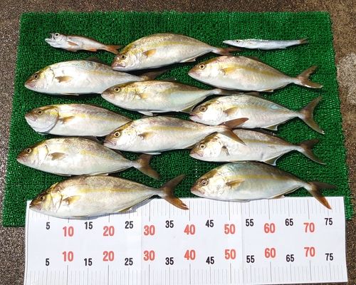 シオの釣果