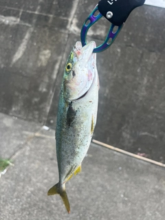 ショッコの釣果