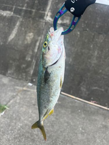 ショッコの釣果