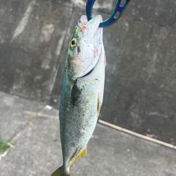 ショッコ