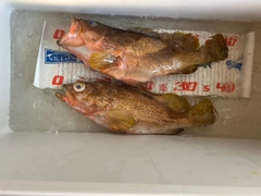 キジハタの釣果