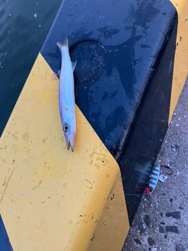 カマスの釣果
