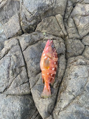 アカハタの釣果