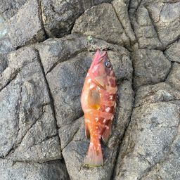 アカハタ
