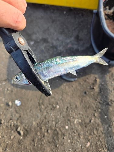 イワシの釣果