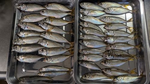 アジの釣果