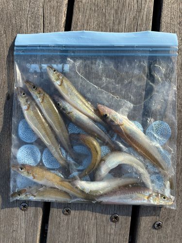 キスの釣果