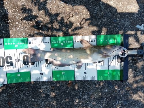 アメリカナマズの釣果