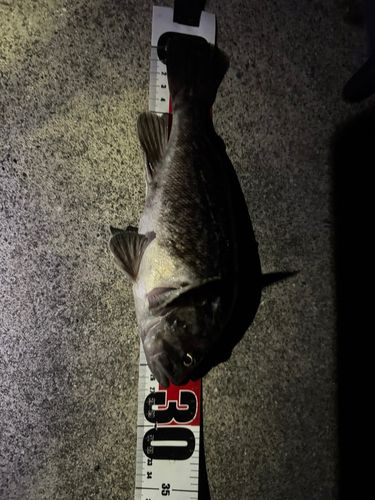 クロソイの釣果