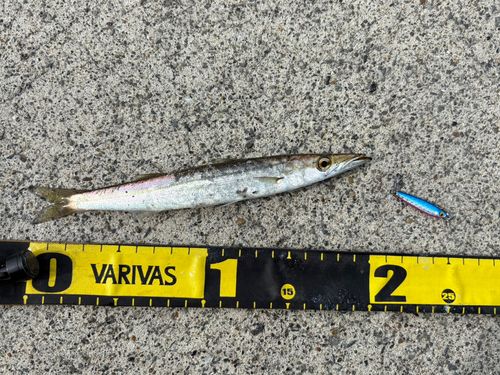 イシモチの釣果